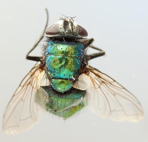 Lucilia sericata